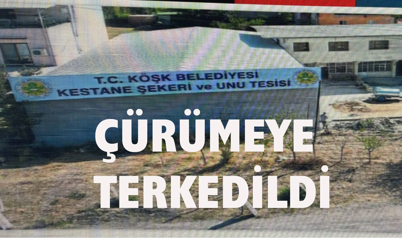 Köşk’te milyonlarca liralık kestane tesisi çürüyor