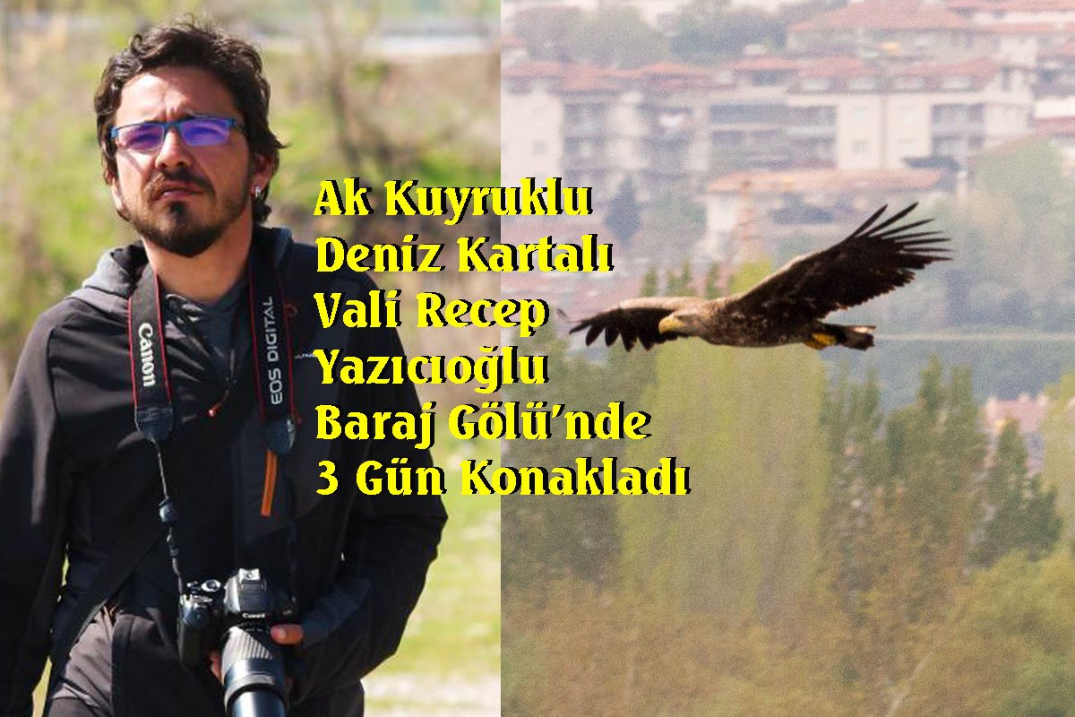 Ak Kuyruklu Kartal Denizli’de görüntülendi