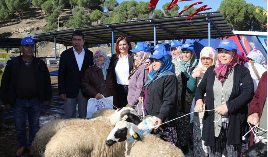 Aydın BŞB’den koyun hibe desteği sürüyor..