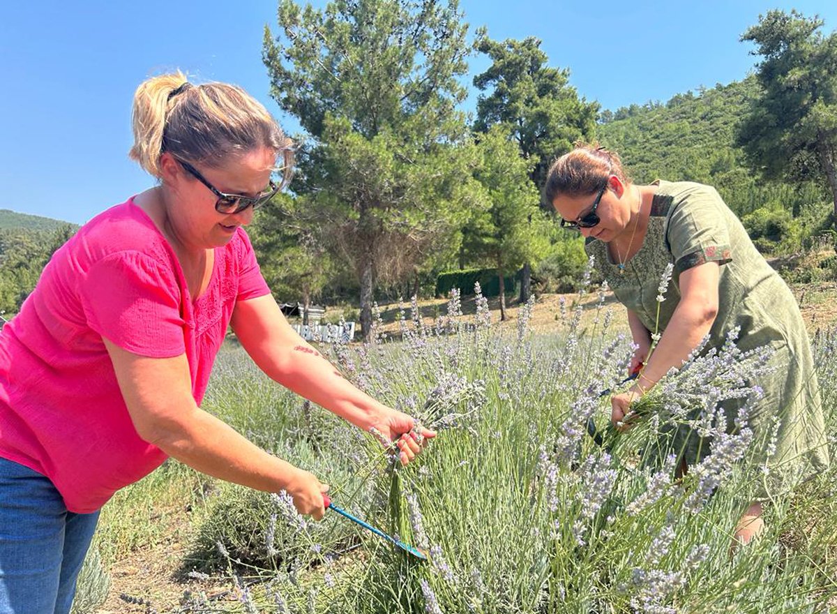 Bodrum’da Lavanta hasadı