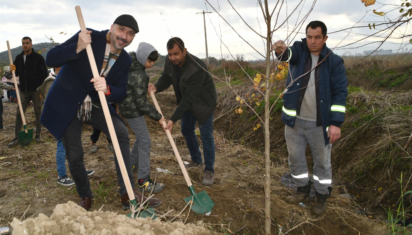 Söke’nin Özbaşı yoluna çınar fidanları dikildi