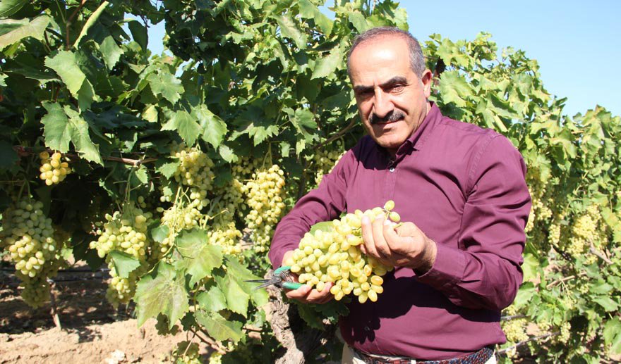 Taze üzüm ihracatı 160 milyon doları geçti..